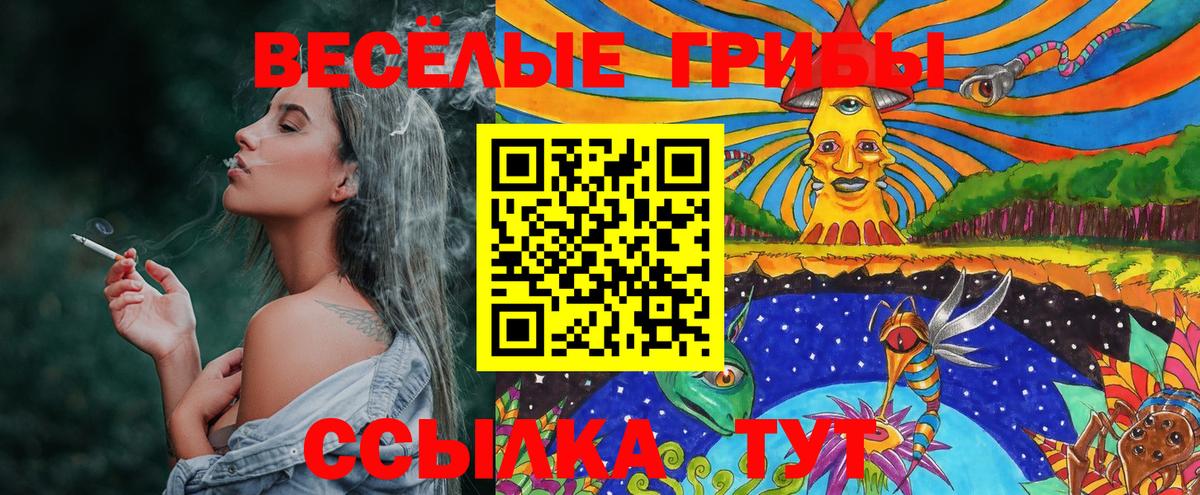 Галлюциногенные грибы Psilocybe Карачаевск